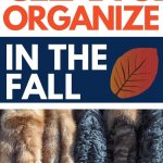 clean and organize in the fall