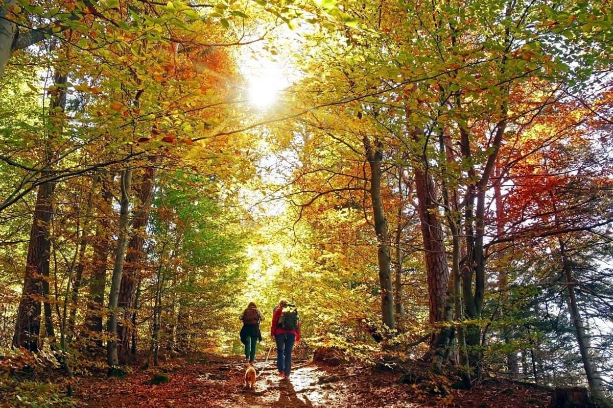 A Helpful Guide to Enjoying the Benefits of the Great Outdoors - The 