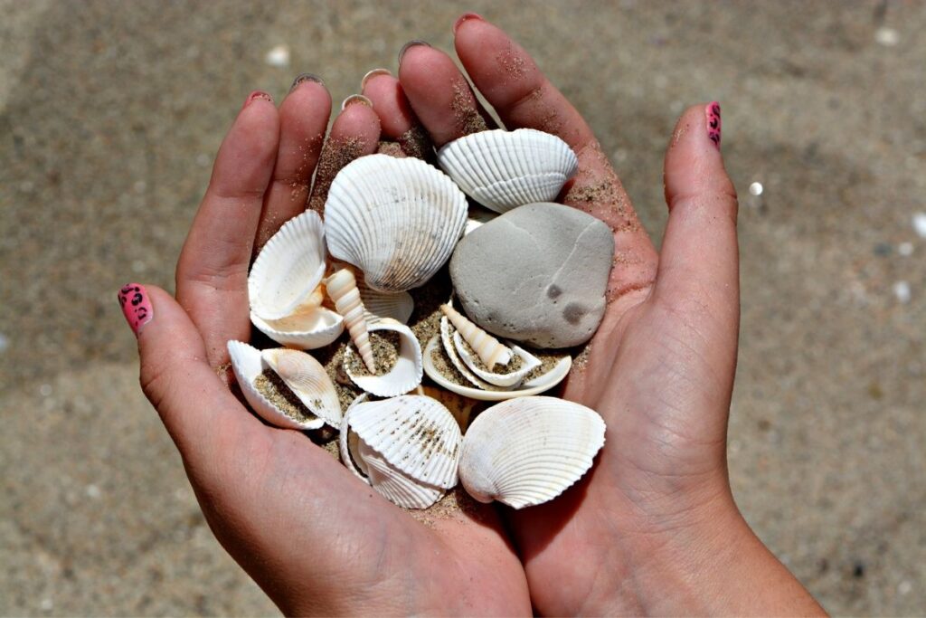 collecting shells and rocks