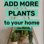 add more plants to your home
