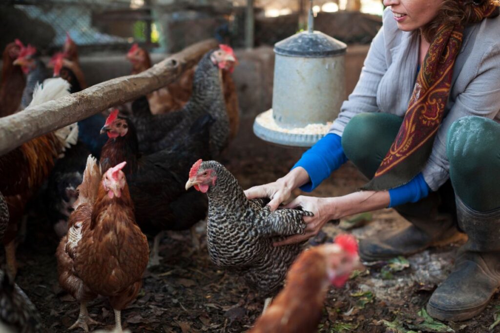 woman holding a hen