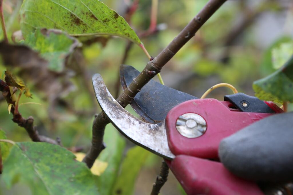 cutting back plants