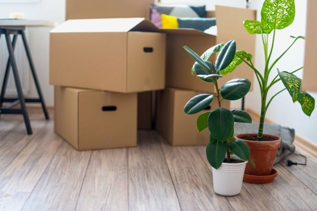 boxes and plants