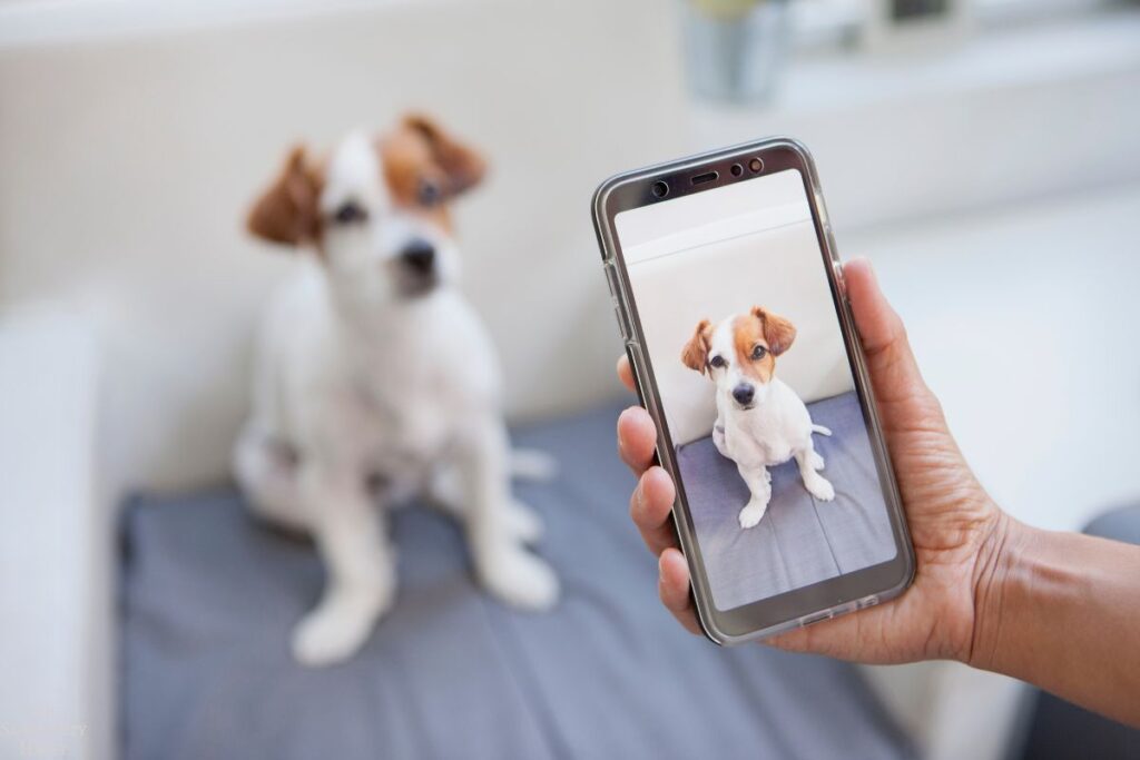 person taking photos of their dog