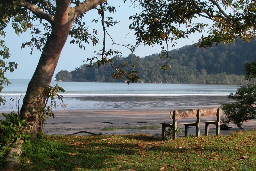 bench and tree at the edge of the water